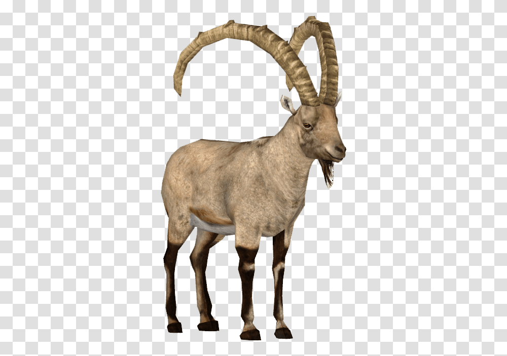 Ibex Clipart Argali, Goat, Mammal, Animal, Mountain Goat Transparent Png
