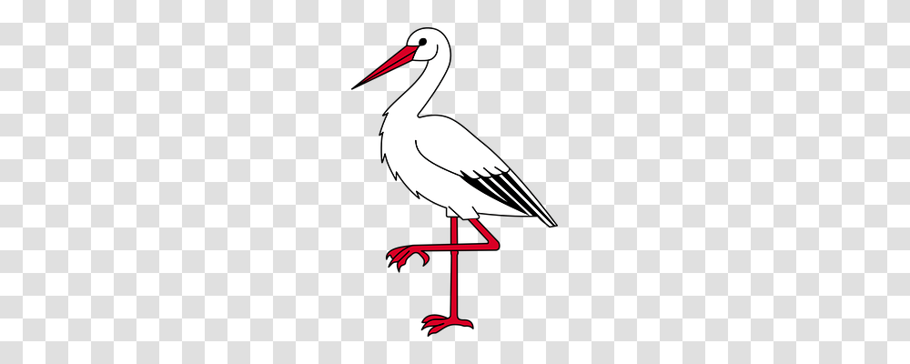 Ibis Animals, Bird, Waterfowl, Stork Transparent Png