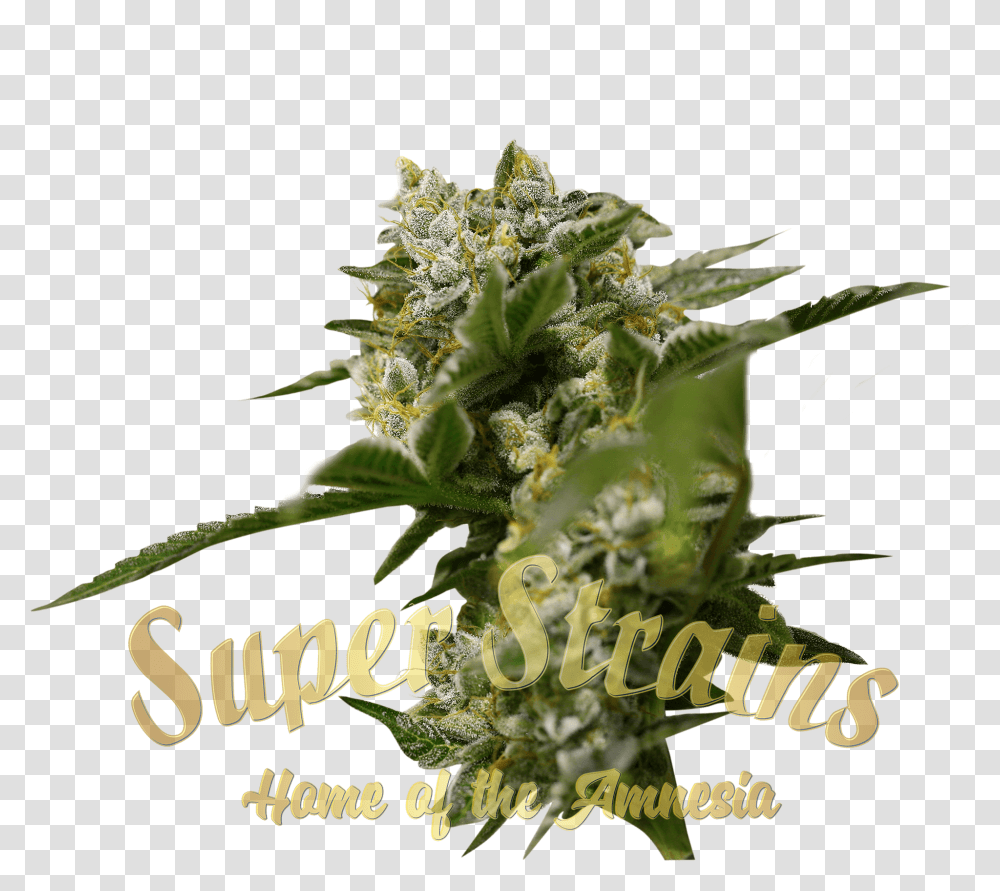 Ibiza Farmer Cannabis Seeds By Super Strains Anatomy Of Cannabis, Plant, Flower, Blossom, Weed Transparent Png