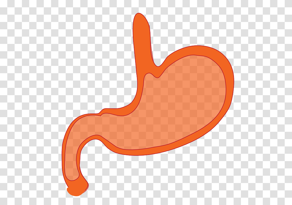 Ibs Treatment, Stomach, Hammer, Tool Transparent Png