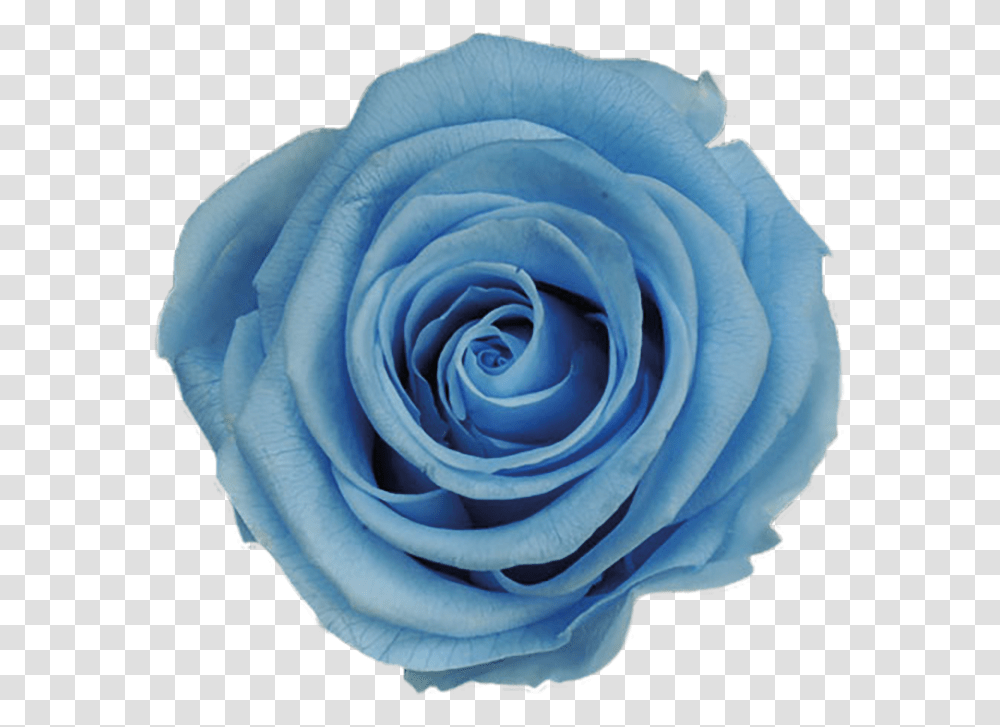 Ice Blue Roses & Free Rosespng Light Blue Roses, Flower, Plant Transparent Png