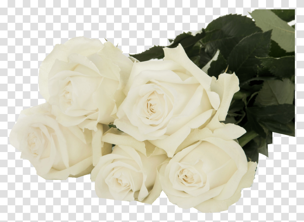 Ice Breaker Evergreen Rose, Flower, Plant, Blossom, Petal Transparent Png