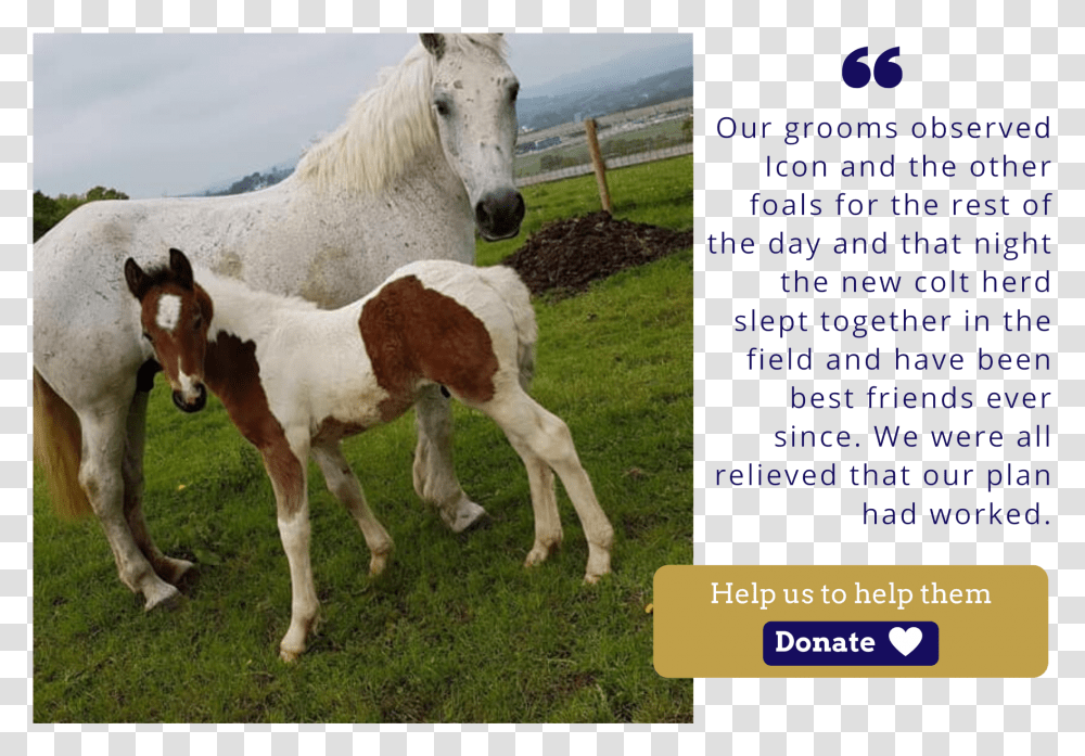 Ice Icon Foal Charity Christmas Appeal Quote Foal, Horse, Mammal, Animal, Colt Horse Transparent Png