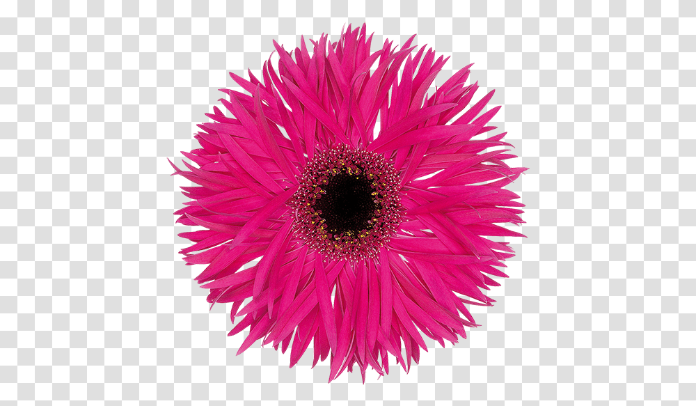 Ice Plant Family, Flower, Blossom, Daisy, Daisies Transparent Png