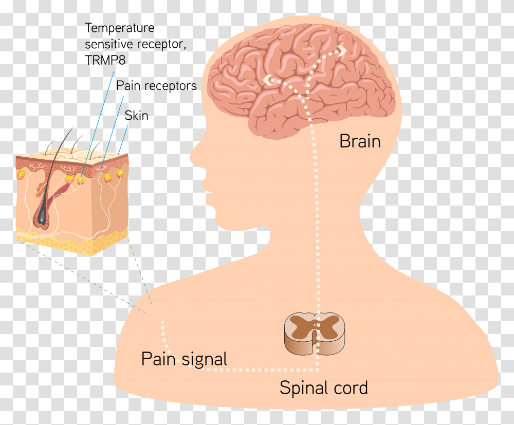 Ice Power Diagram, Head, Text, Label, Neck Transparent Png