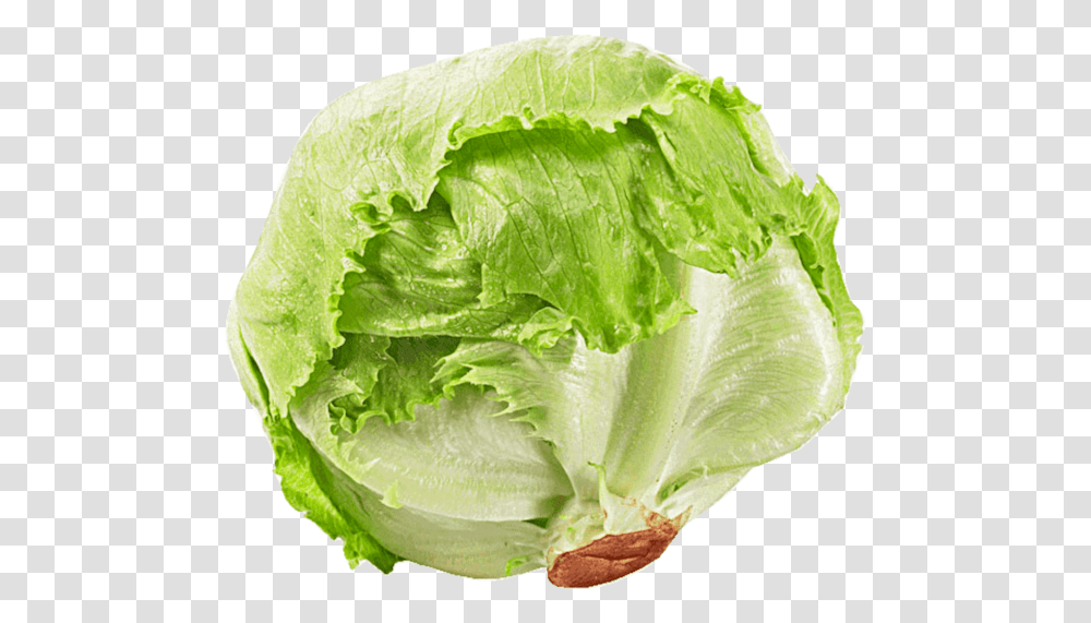 Iceberg Lettuce Rijk Zwaan Salad Iceberg Lettuce, Plant, Vegetable, Food, Cabbage Transparent Png