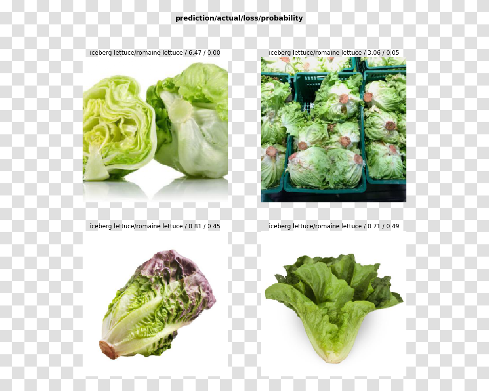 Iceberg Lettuce Romaine Lettuce, Plant, Vegetable, Food, Cabbage Transparent Png