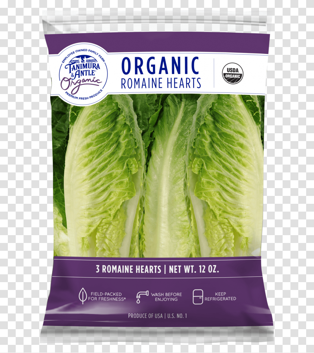 Iceburg Lettuce, Plant, Vegetable, Food, Cabbage Transparent Png