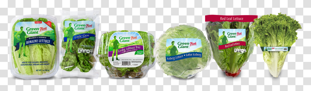 Iceburg Lettuce, Plant, Vegetable, Food, Produce Transparent Png