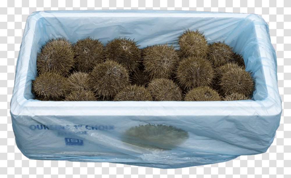 Icelandic Sea Urchin, Bush, Vegetation, Plant, Sea Life Transparent Png