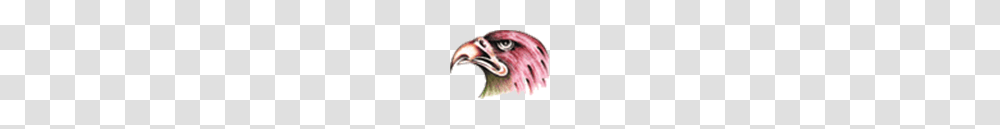 Icon, Beak, Bird, Animal Transparent Png