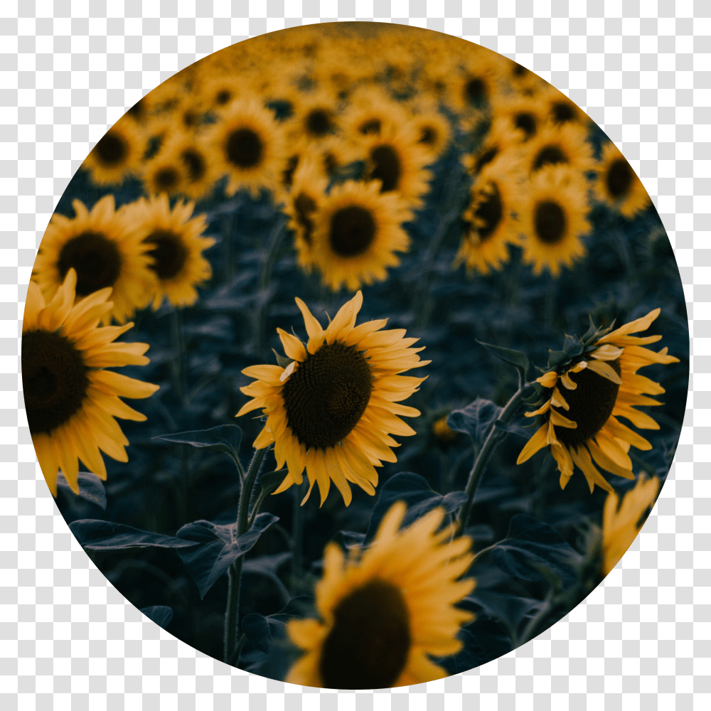 Icon Edit Aesthetic Tumblr Kpop Aesthetic Sunflower Aesthetic Sunflower Icon, Plant, Blossom, Daisy, Daisies Transparent Png