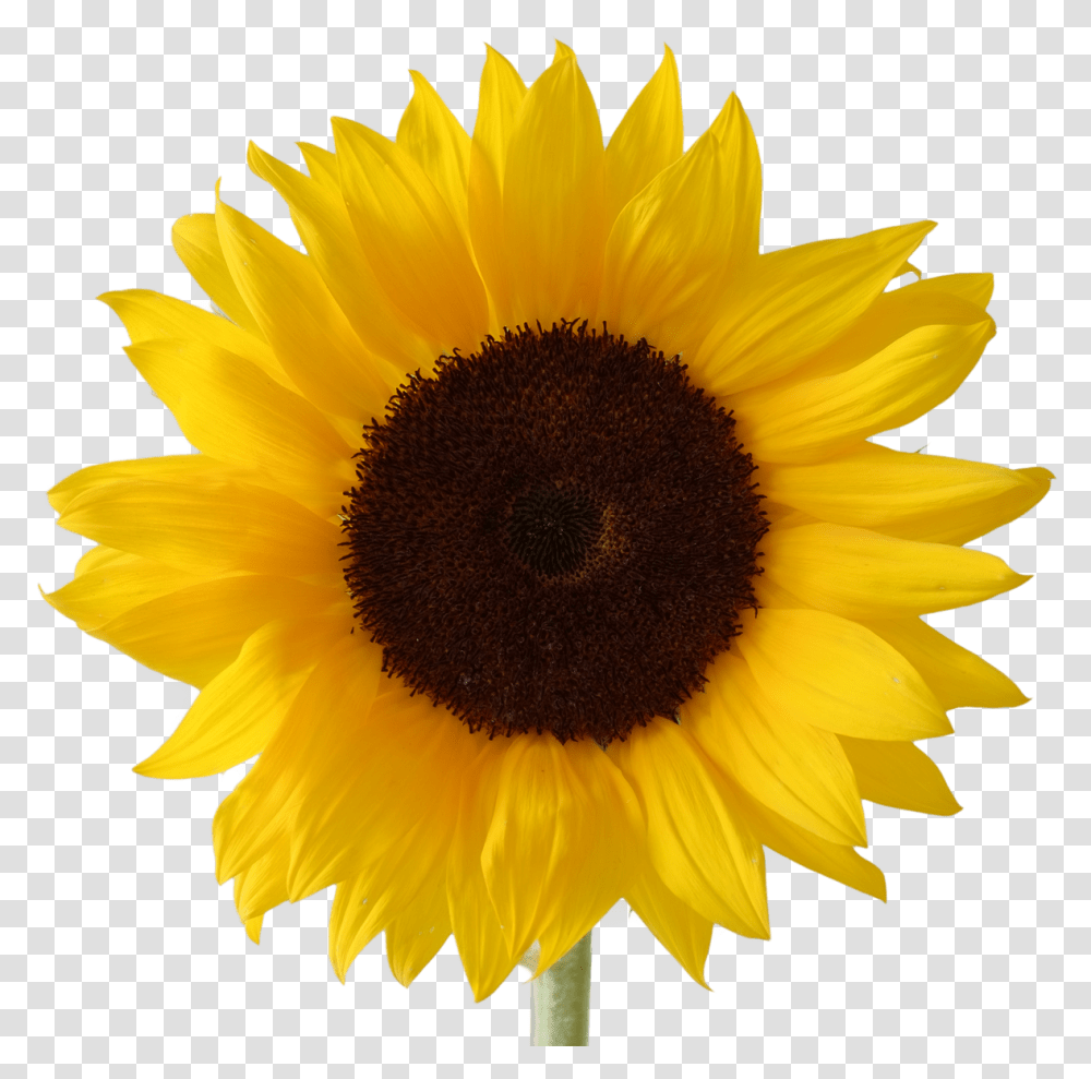 Icon Free Download Sunflower Vectors Clipart Sunflower, Plant, Blossom Transparent Png