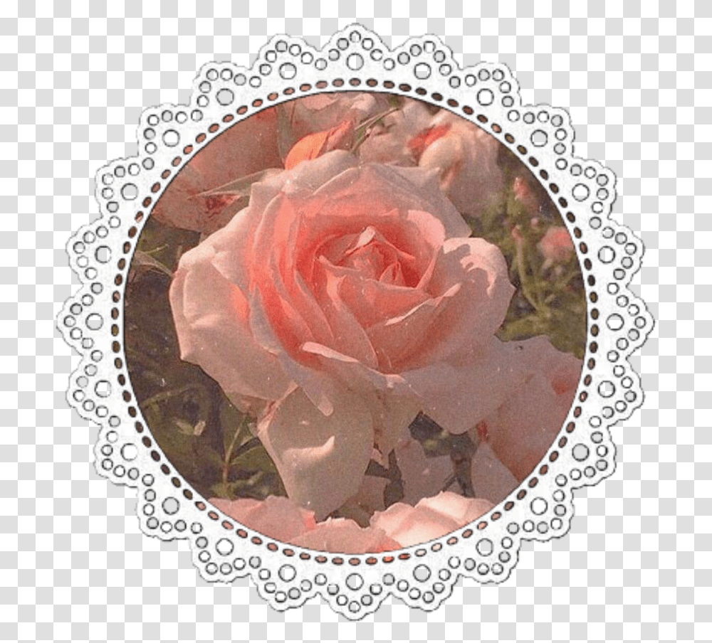 Icon Iconbase Iconedit Aesthetic Pink Tumblr Aesthetics, Lace, Rose, Flower, Plant Transparent Png