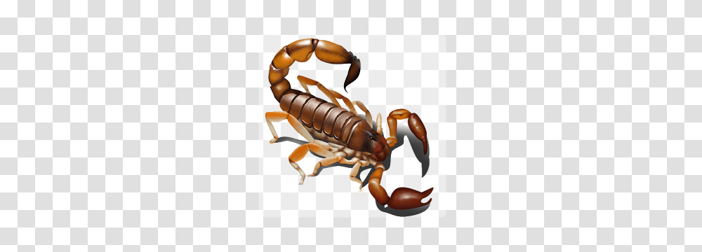 Icon, Insect, Animal, Invertebrate, Scorpion Transparent Png