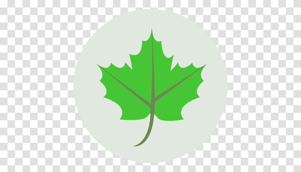 Icon, Leaf, Plant, Maple Leaf Transparent Png