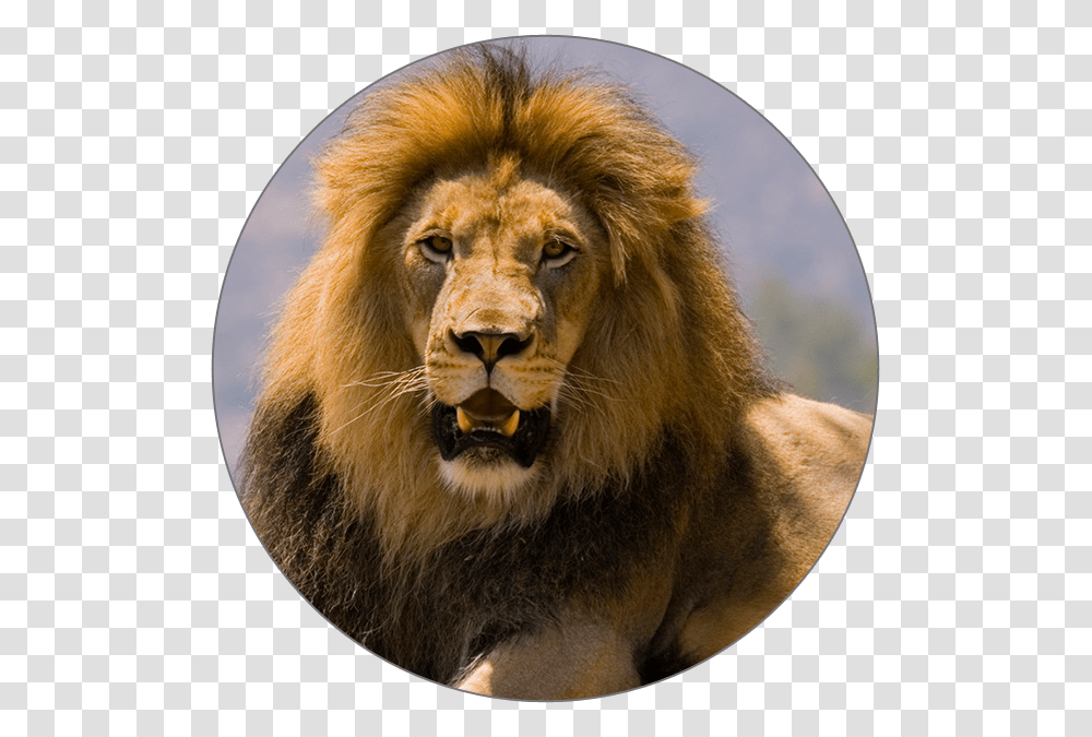 Icon Masai Lion, Wildlife, Mammal, Animal Transparent Png