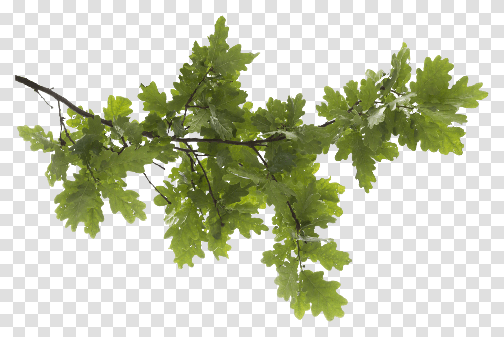 Icon Oak Tree Hd Background Tree Branch Transparent Png