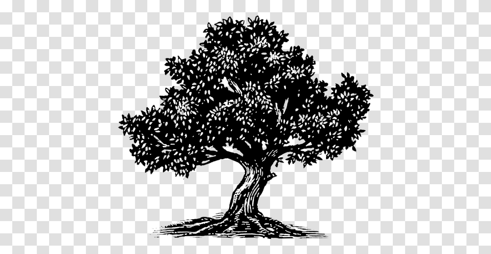 Icon Olive Tree Black Olive Tree Icon, Gray, World Of Warcraft Transparent Png