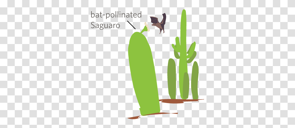 Iconic Saguaro Cactus Illustration, Plant, Food, Vegetable, Cucumber Transparent Png