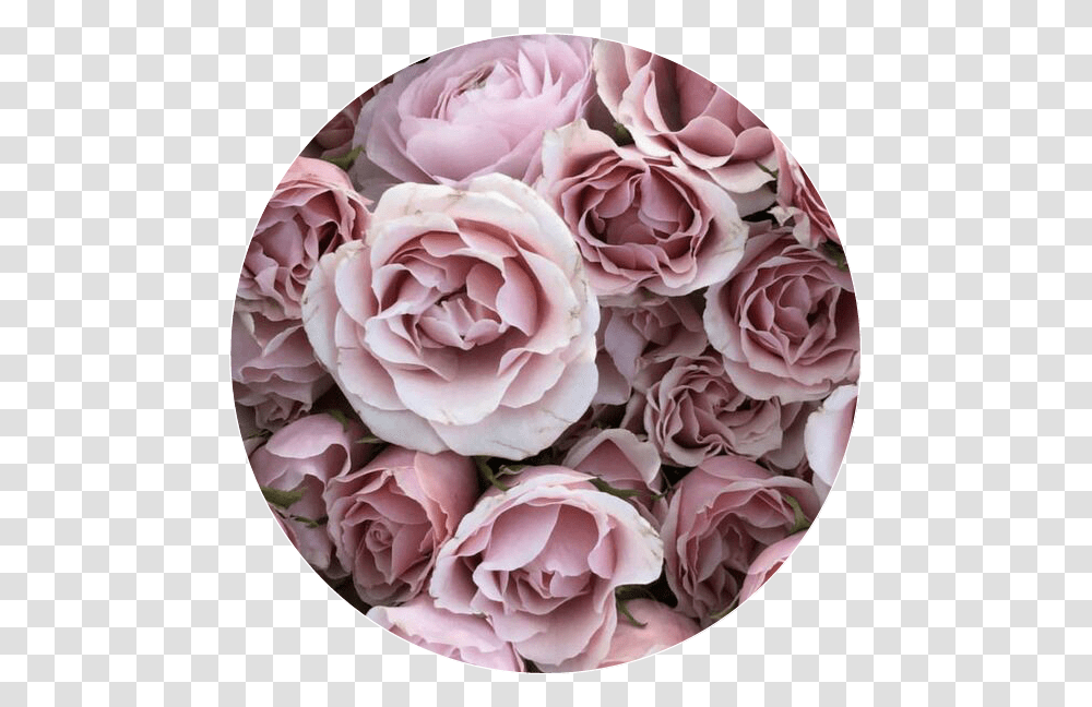 Icono Edit Flores Rosas Tumblr Circulo Imagenes De Flores Rosas, Plant, Flower, Blossom, Dahlia Transparent Png