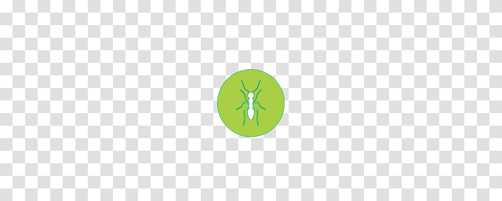 Icons Insect, Invertebrate, Animal, Ant Transparent Png