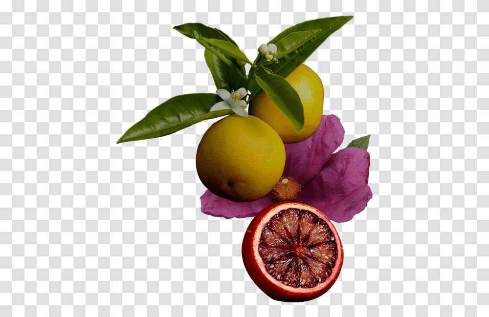 Icons Discovery Set Rangpur, Citrus Fruit, Plant, Food, Grapefruit Transparent Png