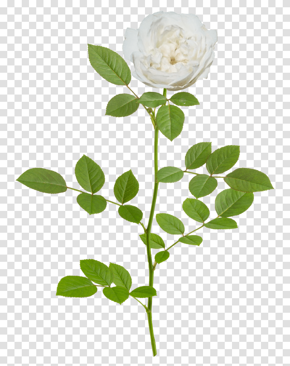 Icy Drift Branch Lemon Drift Rose, Flower, Plant, Blossom, Petal Transparent Png