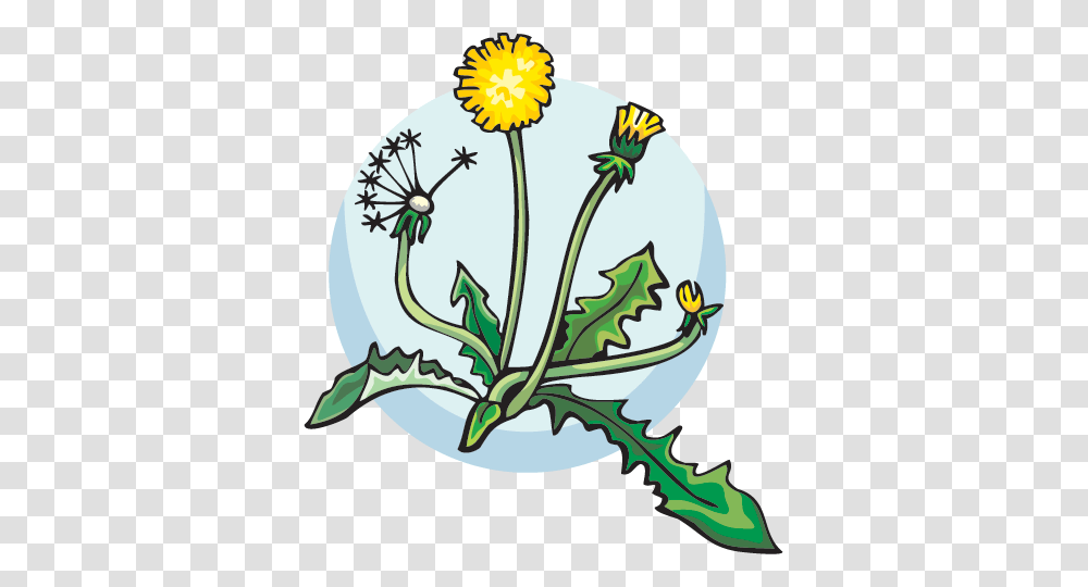Idaho Ecosystems Games, Plant, Flower, Blossom, Dandelion Transparent Png