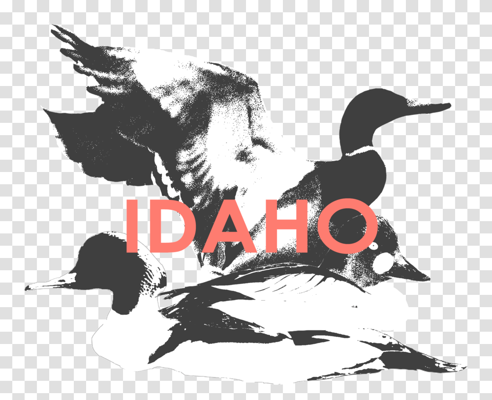 Idaho Ivory Billed Woodpecker, Animal, Bird, Goose, Waterfowl Transparent Png