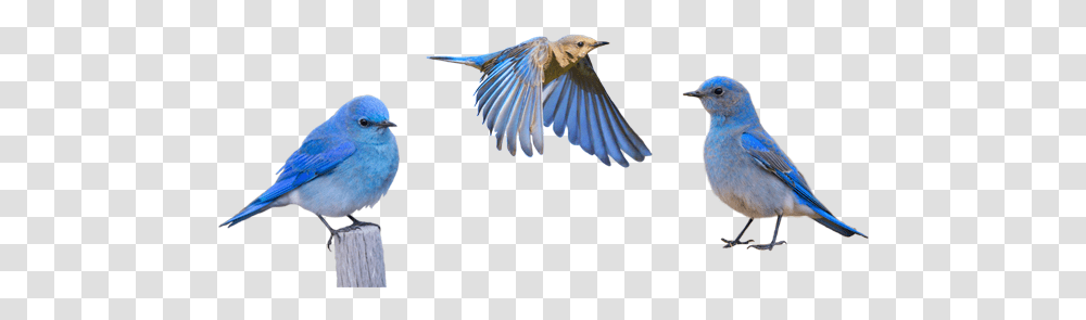 Idaho Mountain Bluebird Mountain Bluebird, Animal, Jay, Flying, Blue Jay Transparent Png