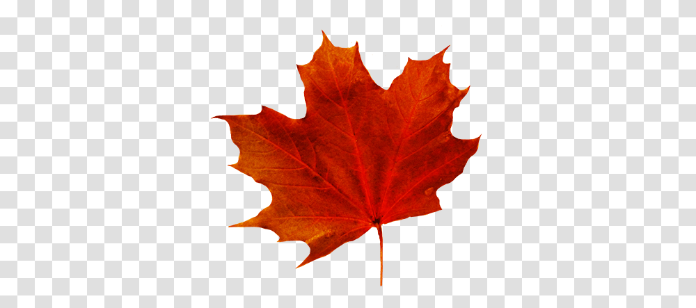 Ideal Clip Art Fall Leaves, Leaf, Plant, Tree, Maple Transparent Png