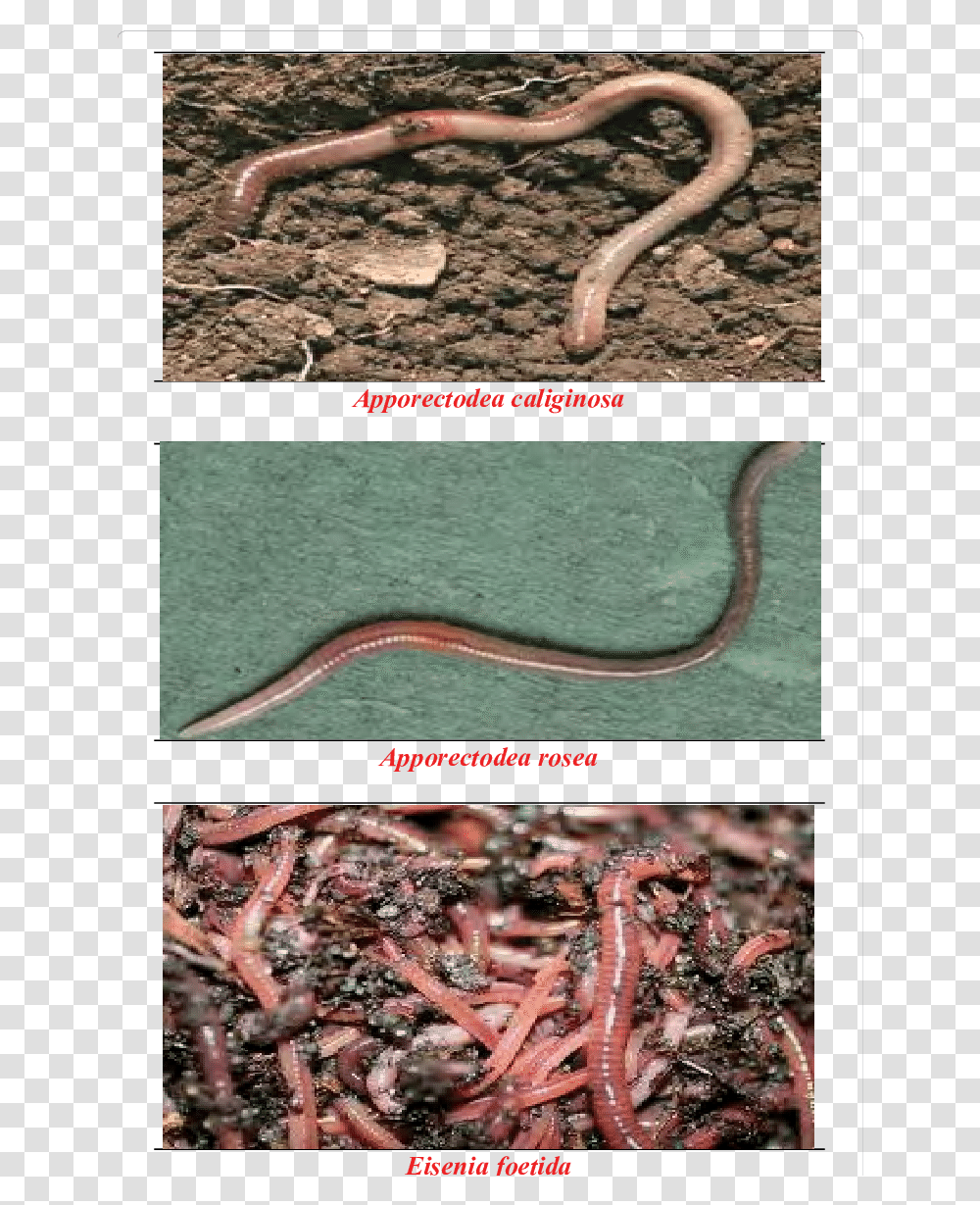 Identified Earthworms From Study Areas Earthworm, Animal, Soil, Snake, Reptile Transparent Png