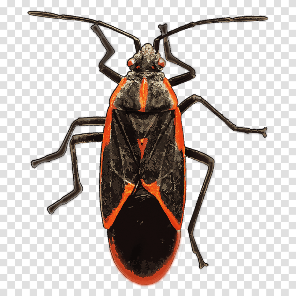 Identify And Control Boxelder Bugs, Insect, Invertebrate, Animal, Cockroach Transparent Png