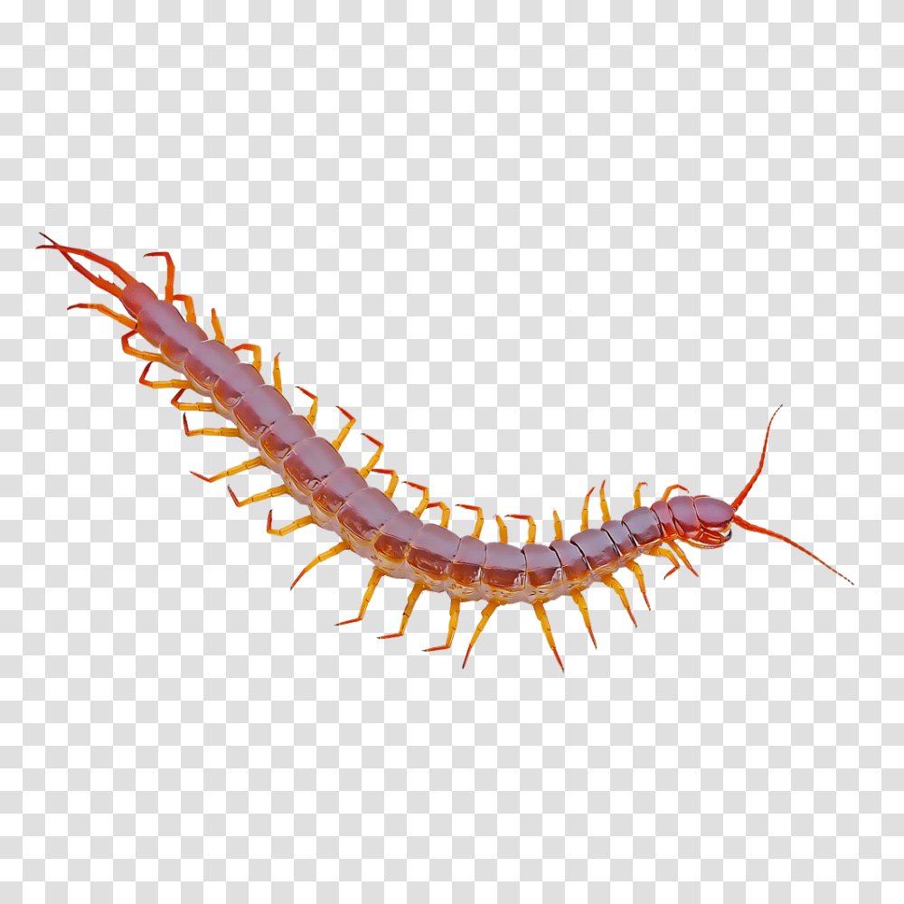 Identify And Control Centipedes, Plot, Bow, Animal, Construction Crane Transparent Png