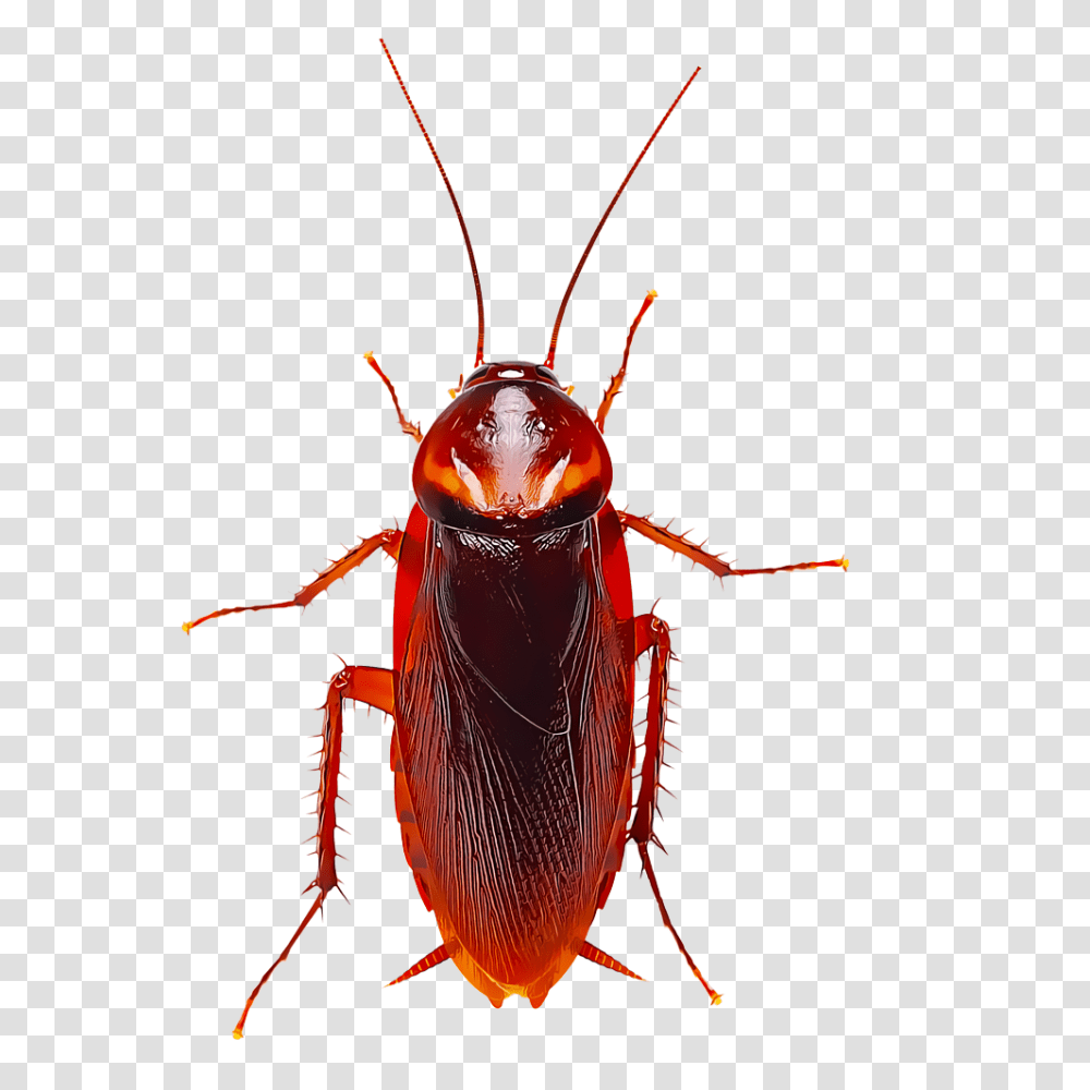 Identify And Control Cockroaches, Bow, Insect, Invertebrate, Animal Transparent Png