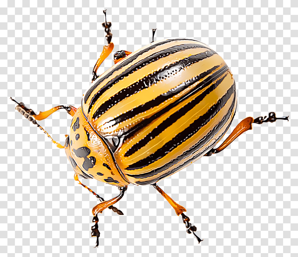 Identify And Control Colorado Potato Beetles Leaf Beetle, Animal, Insect, Invertebrate, Bronze Transparent Png