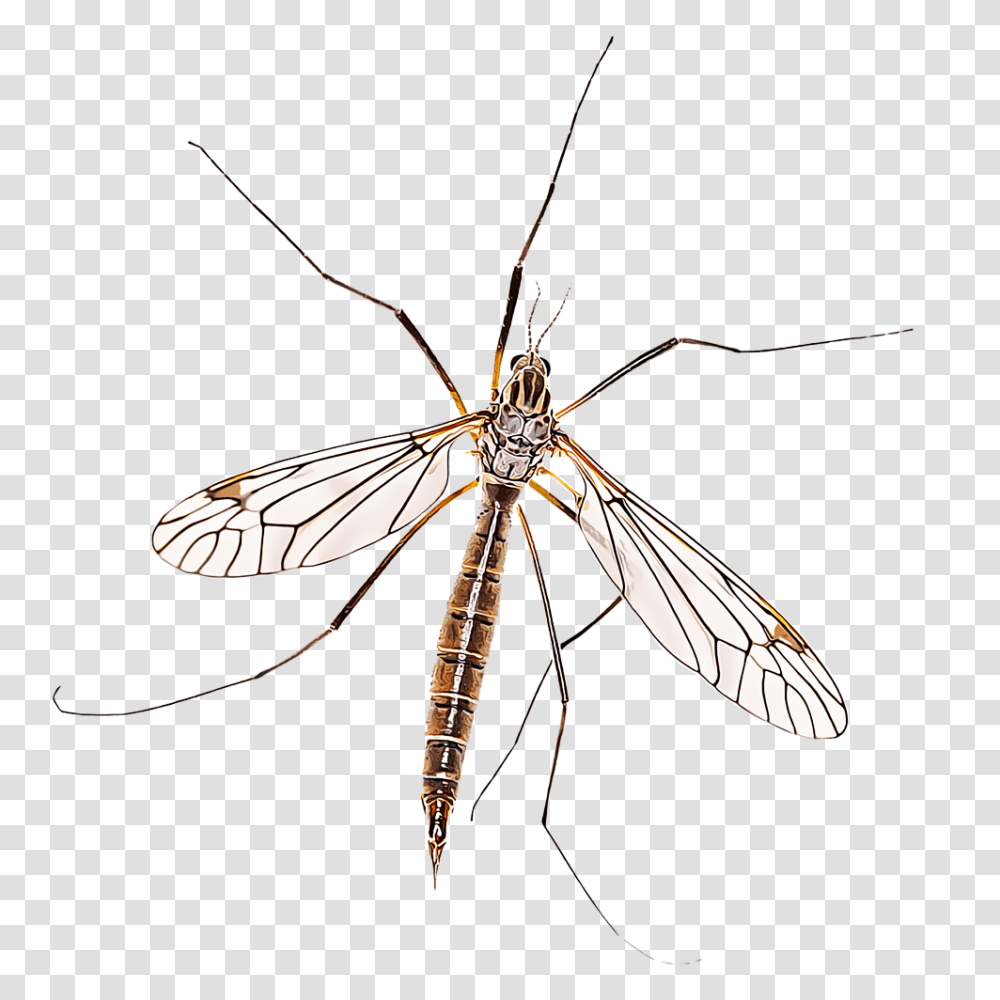 Identify And Control Crane Flies, Insect, Invertebrate, Animal, Mosquito Transparent Png