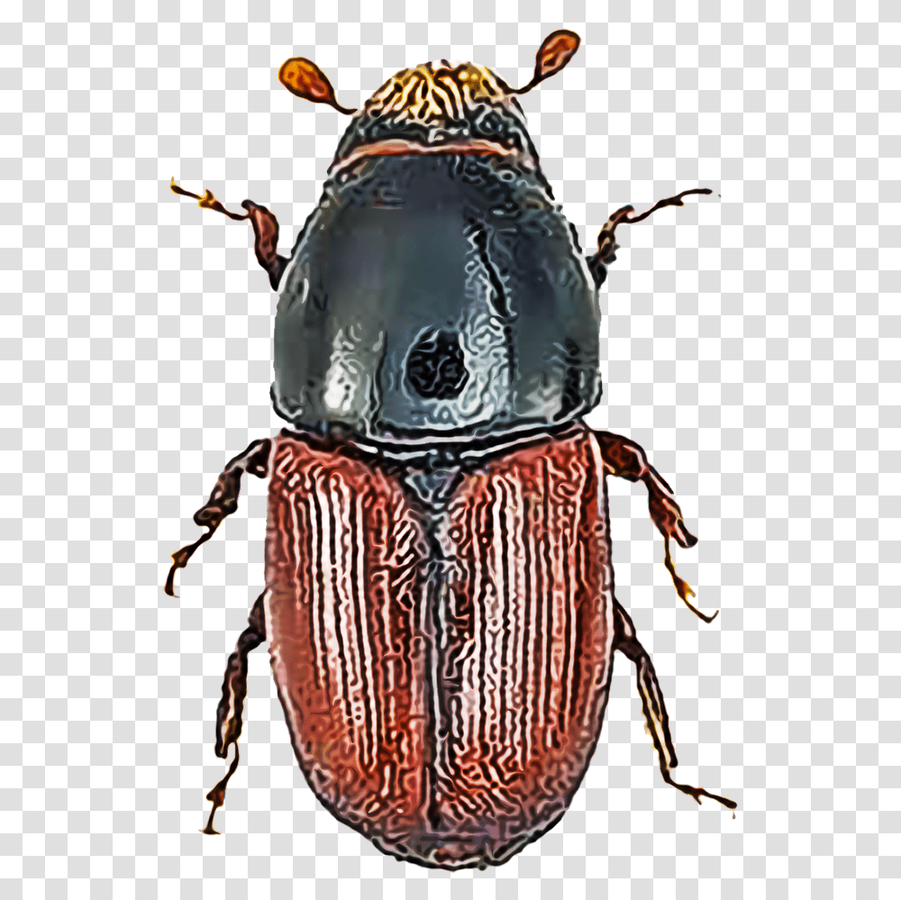 Identify And Control Elm Bark Beetles Scolytus Scolytus, Insect, Invertebrate, Animal, Dung Beetle Transparent Png