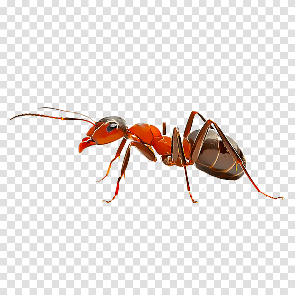 Identify And Control Fire Ants, Insect, Invertebrate, Animal Transparent Png