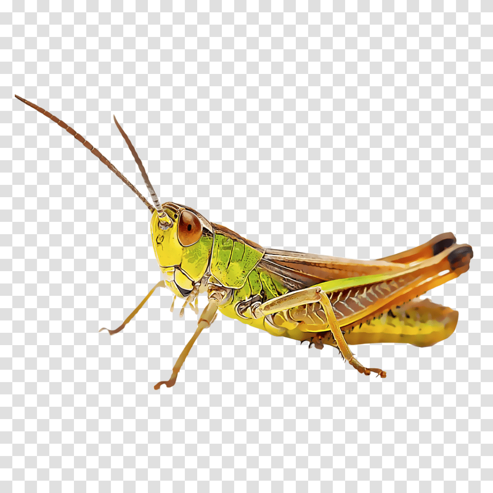 Identify And Control Grasshoppers, Bow, Insect, Invertebrate, Animal Transparent Png
