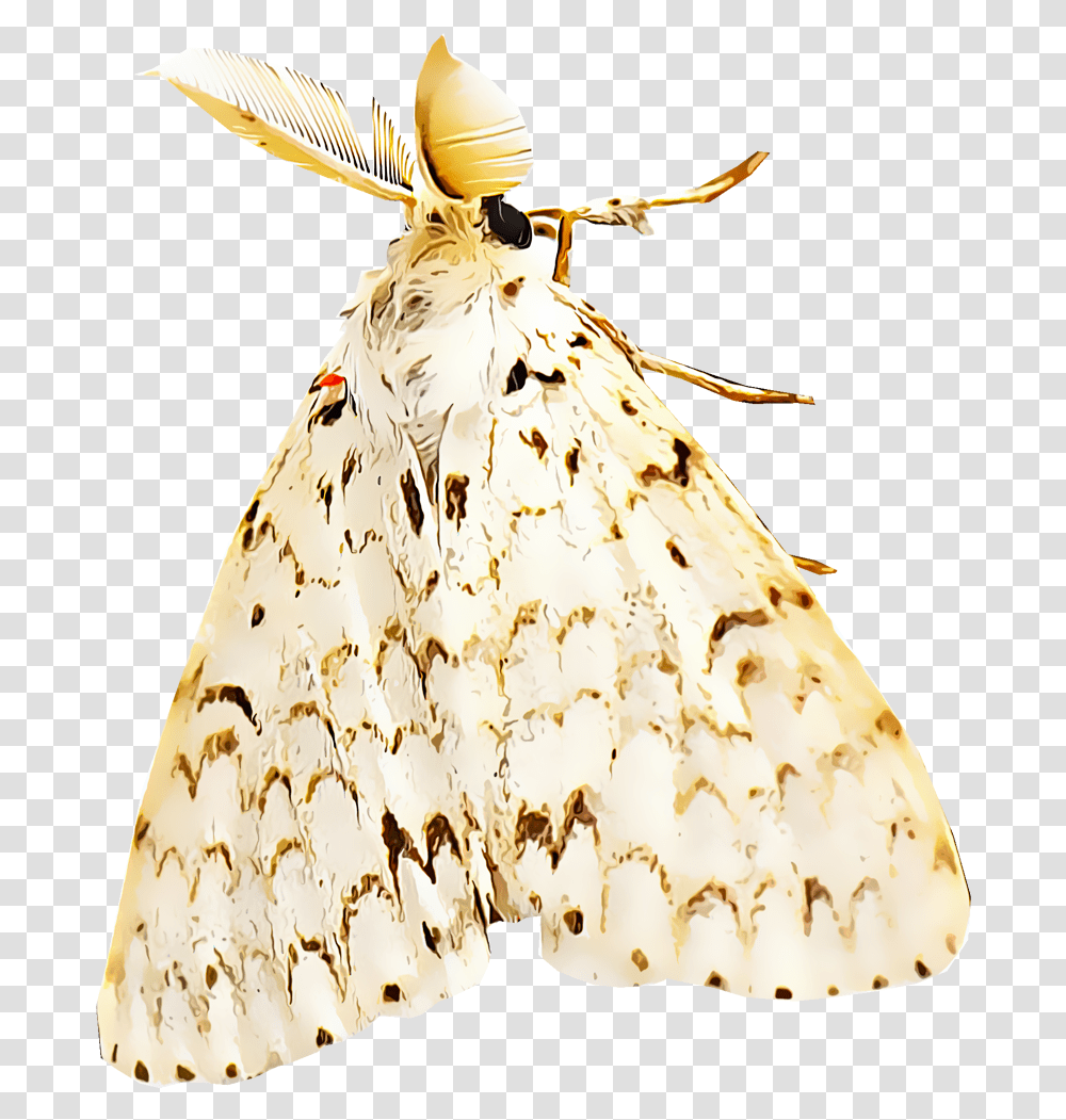 Identify And Control Gypsy Moths Types Of Gypsy Moths, Butterfly, Insect, Invertebrate, Animal Transparent Png
