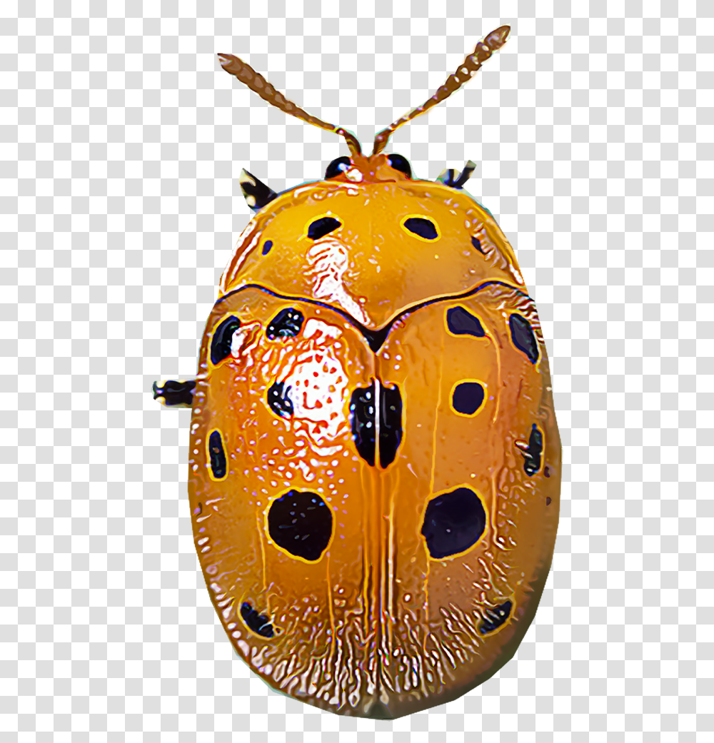 Identify And Control Mexican Bean Beetles Parasitism, Food, Pumpkin, Vegetable, Plant Transparent Png