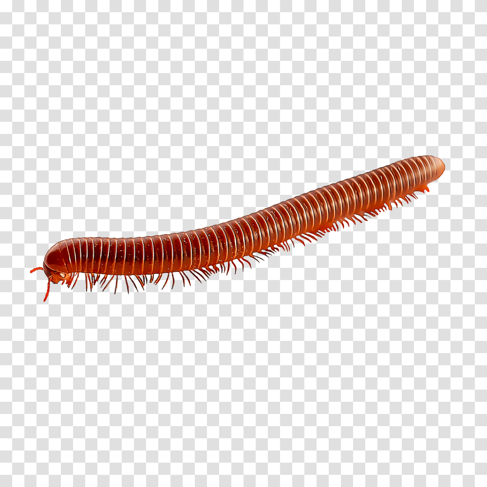 Identify And Control Millipedes, Worm, Invertebrate, Animal Transparent Png