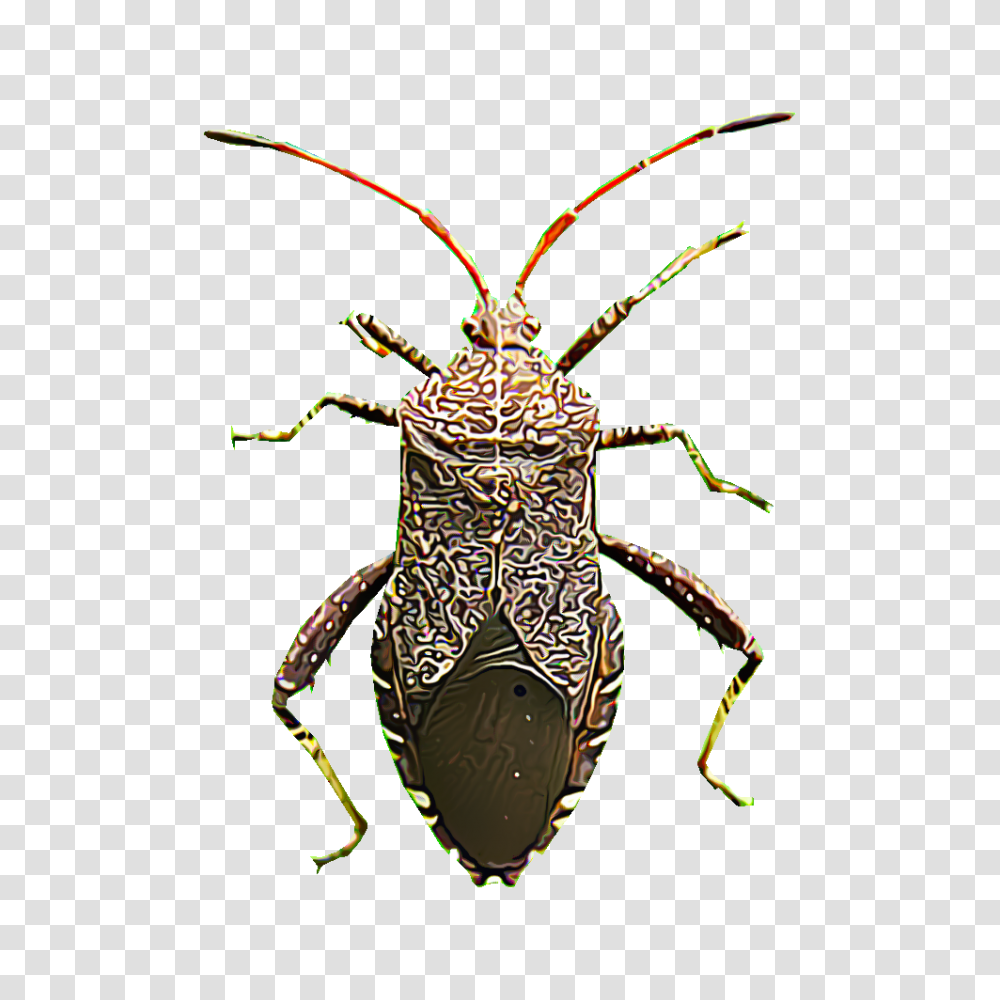 Identify And Control Squash Bugs, Animal, Iguana, Lizard, Reptile Transparent Png