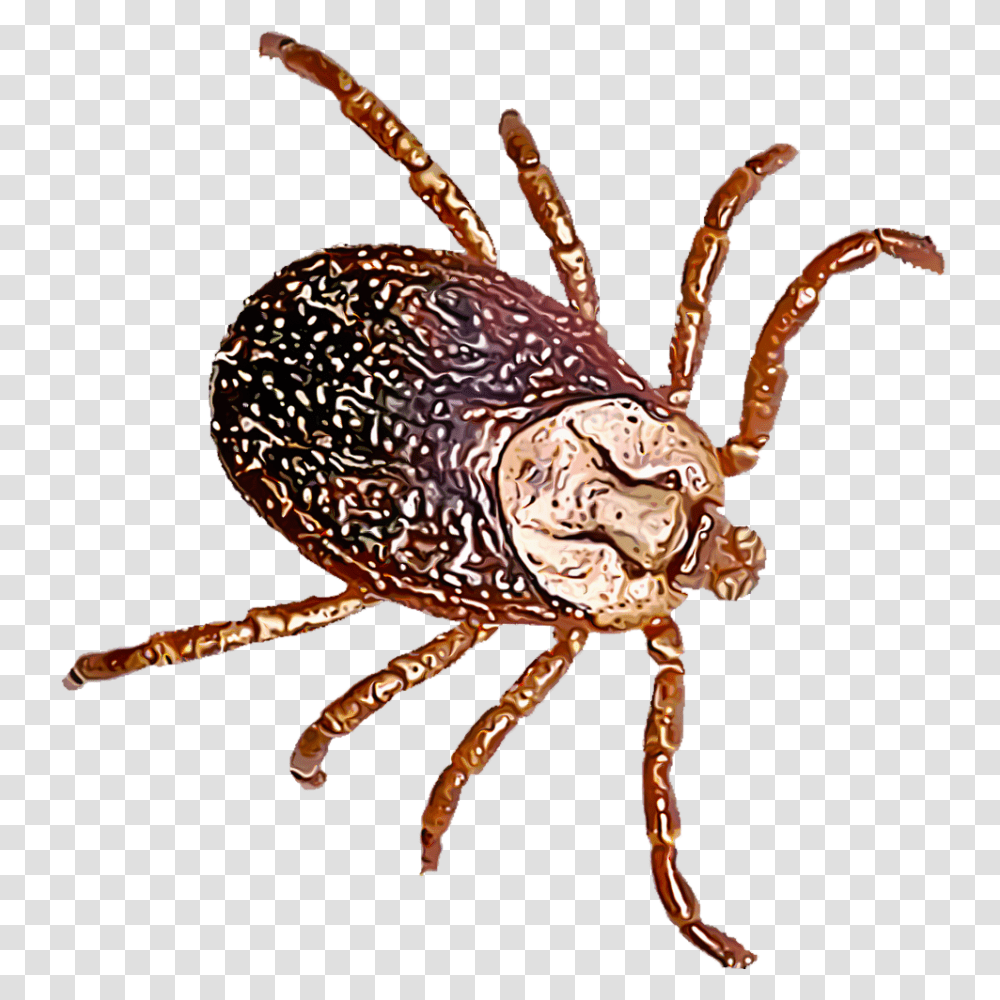 Identify And Control Ticks, Animal, Insect, Invertebrate, Chandelier Transparent Png