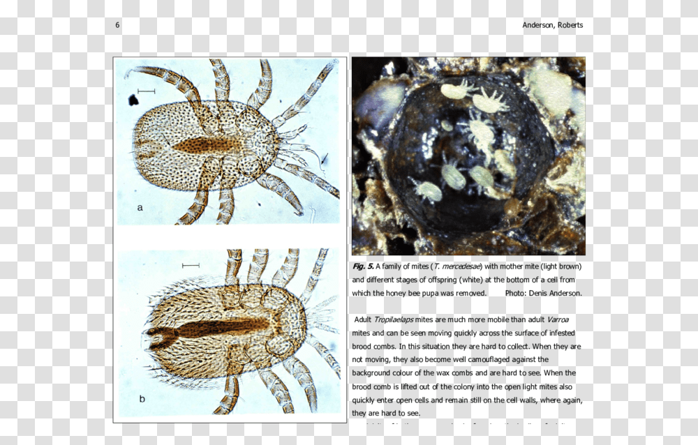 Identify Female Mite Tropilaelaps, Outdoors, Spider, Invertebrate, Animal Transparent Png