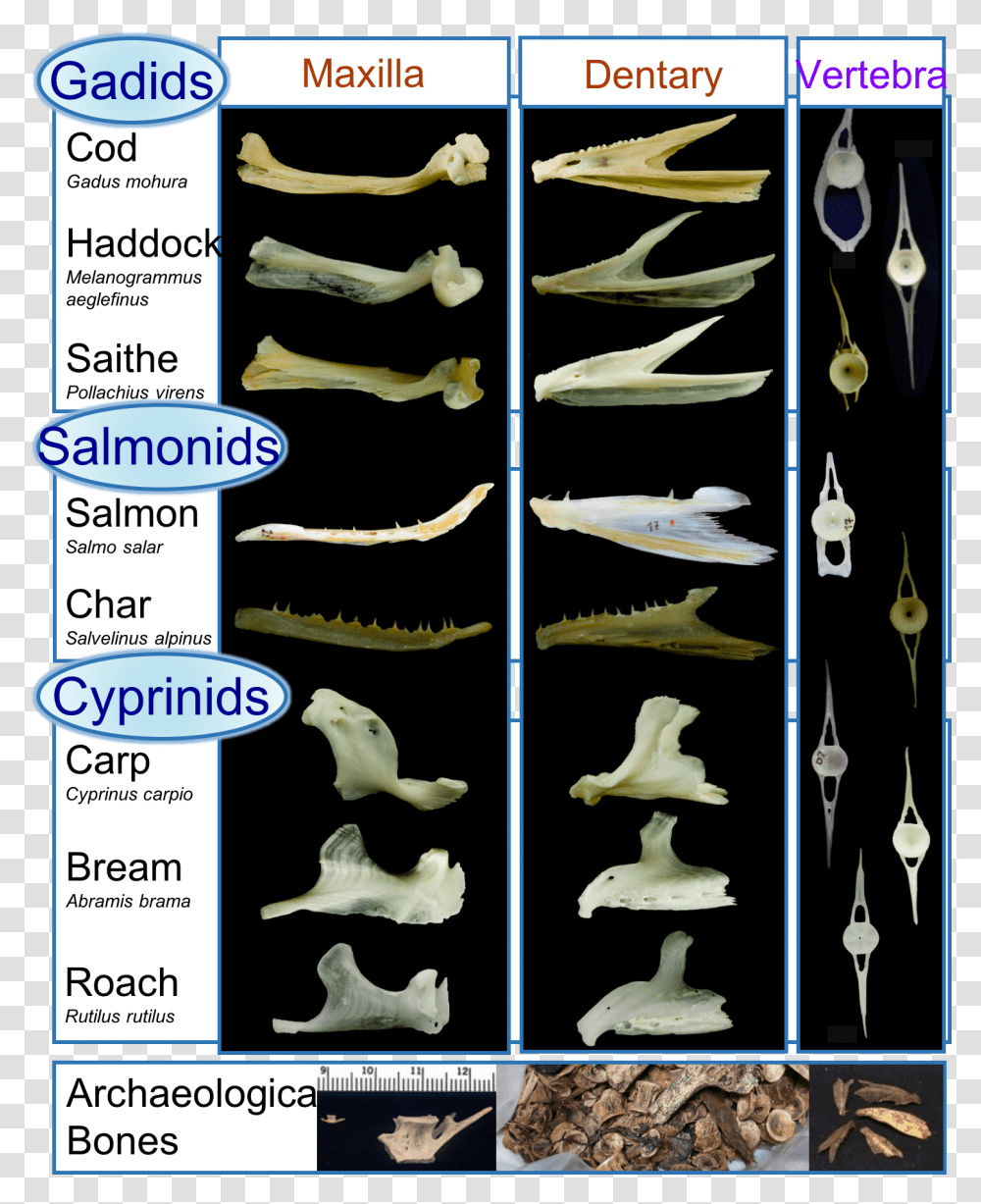 Identify Fish Bones, Bird, Animal Transparent Png