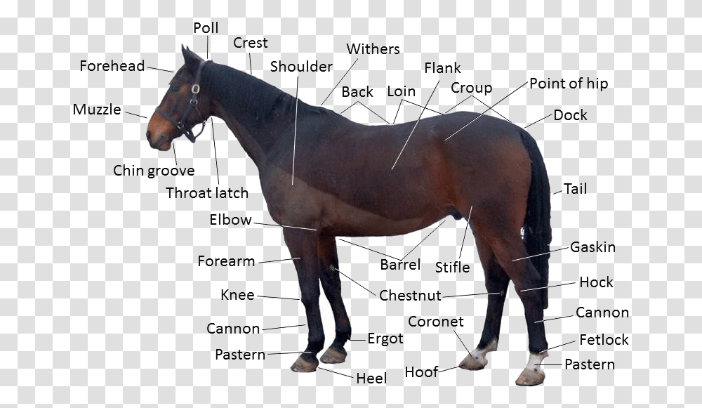 Identify The Parts Of A Horse, Mammal, Animal, Colt Horse, Stallion Transparent Png