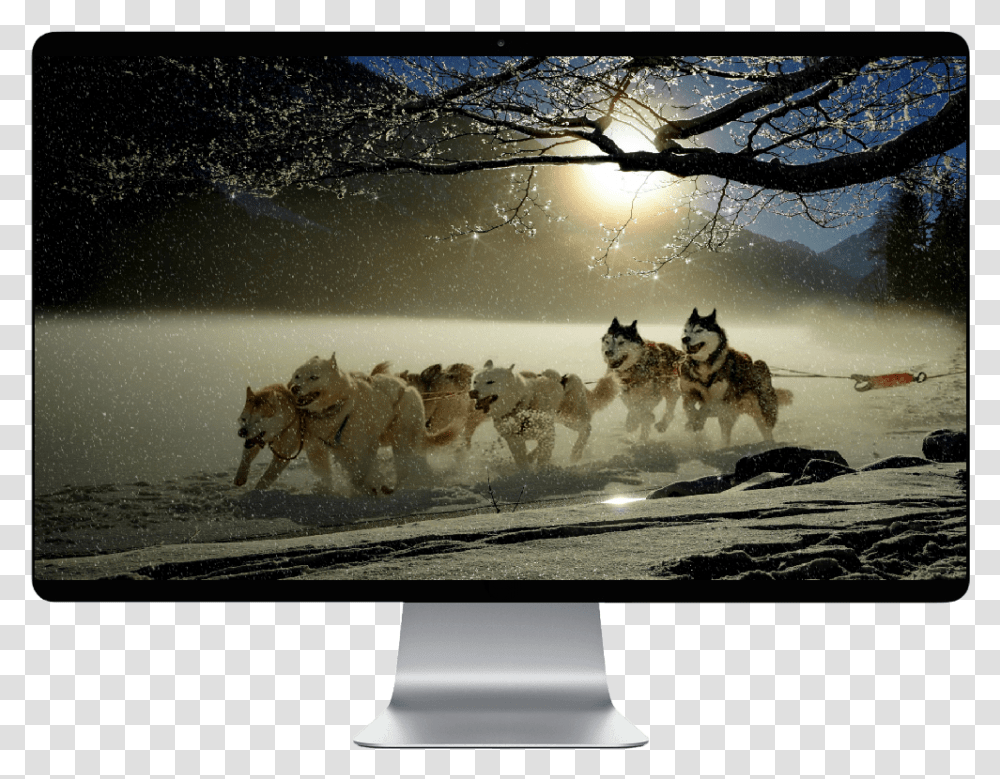 Iditarod Trail Sled Dog Race 2019 Husky Pulling Sleigh, LCD Screen, Monitor, Electronics, Display Transparent Png